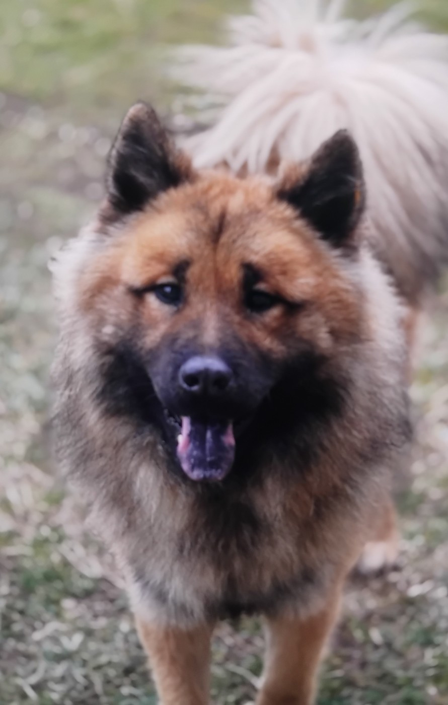 Urson Du Souvenir De Tootsie