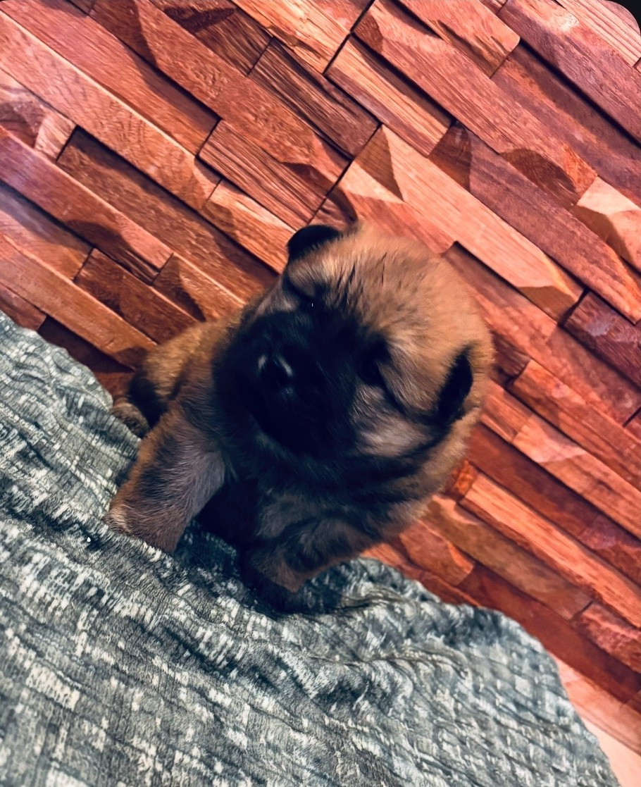 Anita Clain - Chiots disponibles - Eurasier