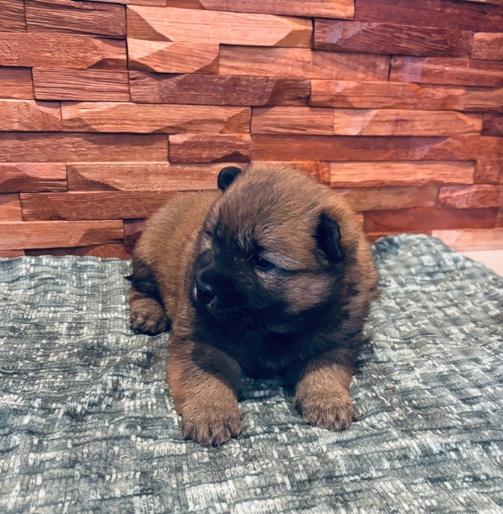 Anita Clain - Chiots disponibles - Eurasier