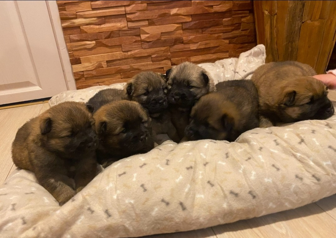 Chiot Eurasier Anita Clain